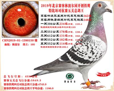 19北京赛客林波尔同铁鹰1.25万羽对抗四总鸽王162名