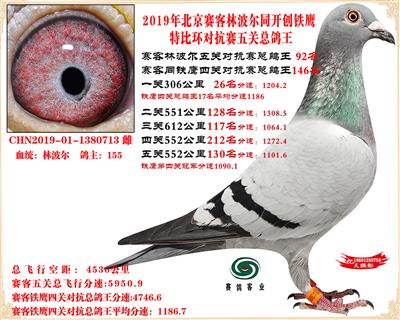 19北京赛客林波尔同铁鹰1.25万羽对抗四总鸽王92名
