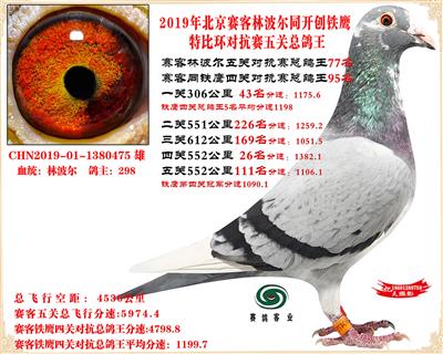 19北京赛客林波尔同铁鹰1.25万羽对抗四总鸽王77名