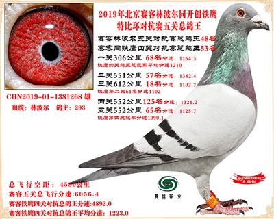 19北京赛客林波尔同铁鹰1.25万羽对抗四总鸽王48名