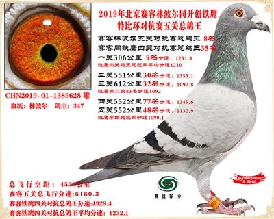 19北京赛客林波尔同铁鹰1.25万羽对抗四总鸽王8名