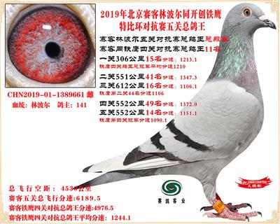赛客林波尔同铁鹰1.25万羽对抗赛五关总殿军巴西王子直女