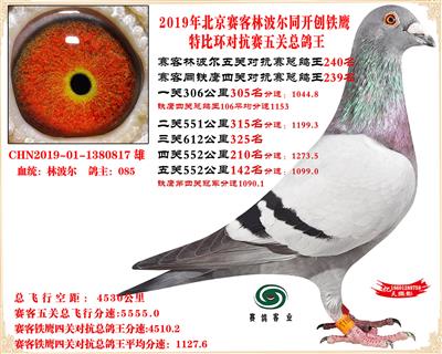 19北京賽客林波爾同鐵鷹1.25萬羽對抗賽五關總鴿王240名