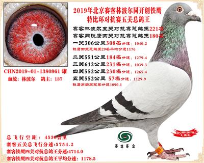 19北京賽客林波爾同鐵鷹1.25萬羽對抗賽五關總鴿王221名