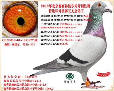 19北京賽客林波爾同鐵鷹1.25萬羽對抗賽五關總鴿王247名