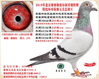 19北京賽客林波爾同鐵鷹1.25萬羽對抗賽五關總鴿王207名