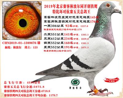 19北京賽客林波爾同鐵鷹1.25萬羽對抗賽五關總鴿王145名