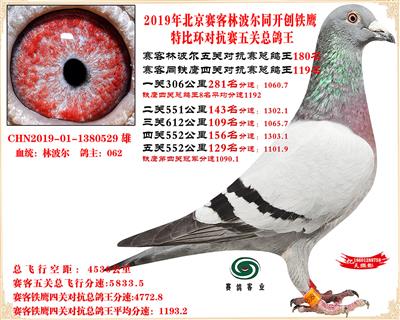 19北京賽客林波爾同鐵鷹1.25萬羽對抗賽五關總鴿王180名