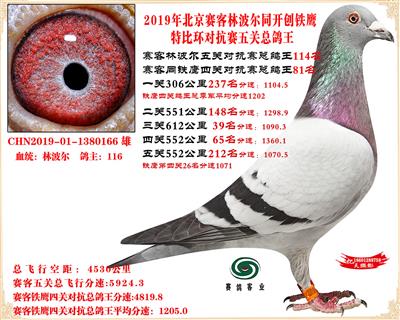 19北京賽客林波爾同鐵鷹1.25萬羽對抗賽五關總鴿王114名