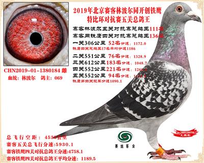 19北京賽客林波爾同鐵鷹1.25萬羽對抗賽五關總鴿王111名