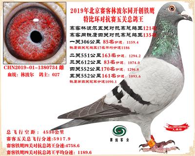 19北京賽客林波爾同鐵鷹1.25萬羽對抗賽五關總鴿王121名