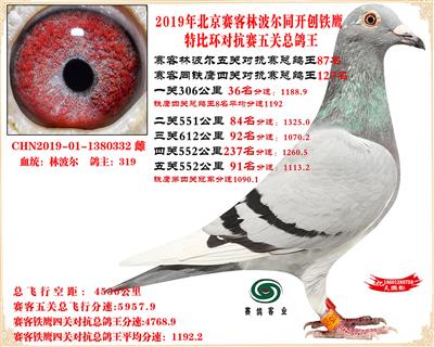 19北京賽客林波爾同鐵鷹1.25萬羽對抗賽五關總鴿王87名