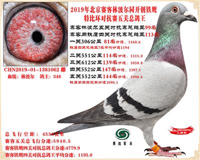 19北京賽客林波爾同鐵鷹1.25萬羽對抗賽五關總鴿王99名