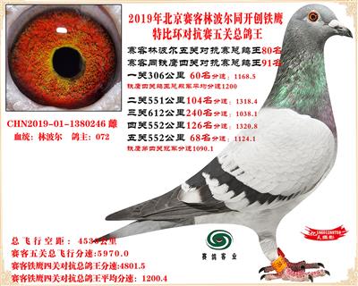 19北京賽客林波爾同鐵鷹1.25萬羽對抗賽五關總鴿王80名