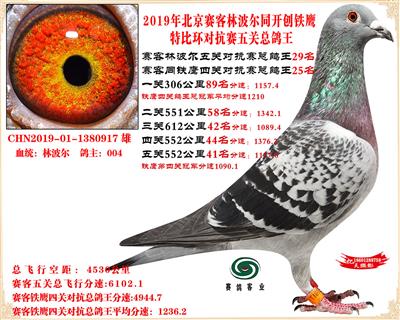 19北京賽客林波爾同鐵鷹1.25萬羽對抗賽五關總鴿王29名
