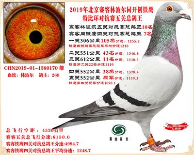 19北京賽客林波爾同鐵鷹1.25萬羽對抗賽五關總鴿王10名