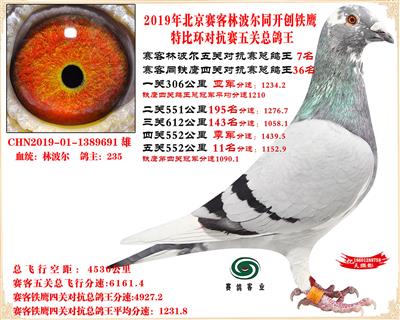 19北京賽客林波爾同鐵鷹1.25萬羽對抗賽五關總鴿王7名