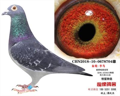 李鳥種鴿15