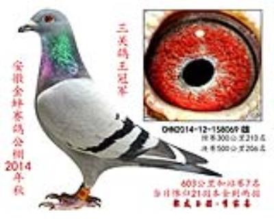 三關鴿王冠軍