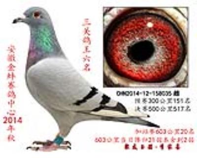 冠軍直女,三關鴿王六名