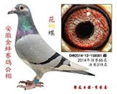 冠軍直女, 預賽65名、決賽319名