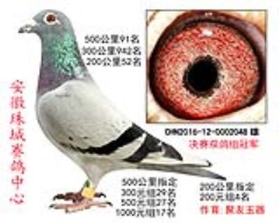 冠軍直子 決賽91名