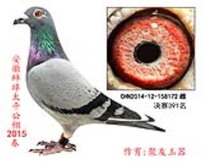 冠軍直女 決賽391名