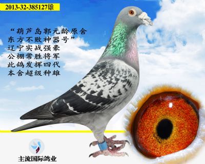主流国际鸽业兴翔桑杰士葫芦岛李军郭元龄高位入