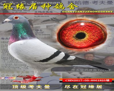 安娜丽丝直子巴纳儿子配速霸龙825