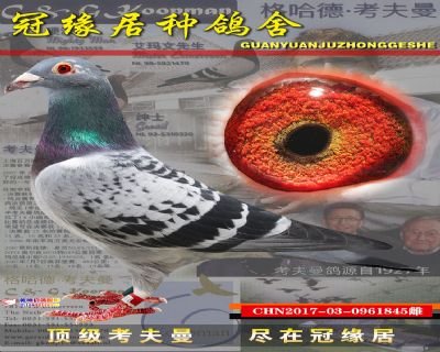 特比环 速霸龙配小迪克兄弟硬汉X贺伯瑞黄金迪克845