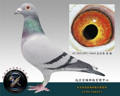 AU-2018-JWC-18664 灰白條 黃 雌
