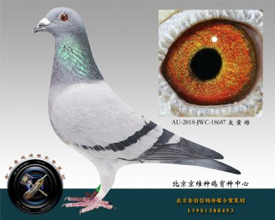 AU-2018-JWC-18687 灰 黃 雌