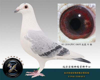 AU-2018-JWC-18693 灰花 牛 雄