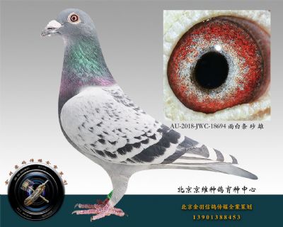 AU-2018-JWC-18694 雨白條 砂 雄