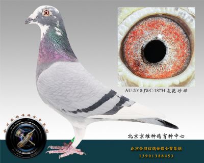 AU-2018-JWC-18734 灰花 砂 雌