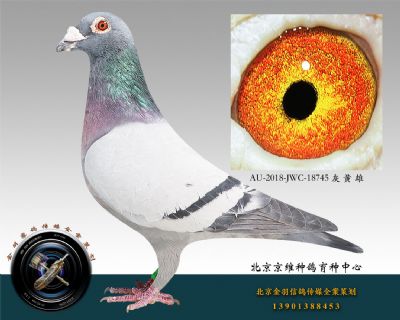 AU-2018-JWC-18745 灰 黃 雄