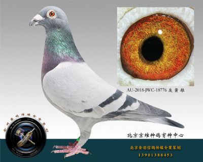 AU-2018-JWC-18776 灰 黃 雄