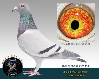 AU-2018-JWC-18741 灰 黃 雌