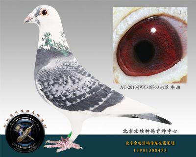 AU-2018-JWC-18760 雨花 牛 雌