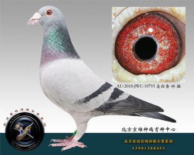 AU-2018-JWC-18793 灰白條 砂 雄