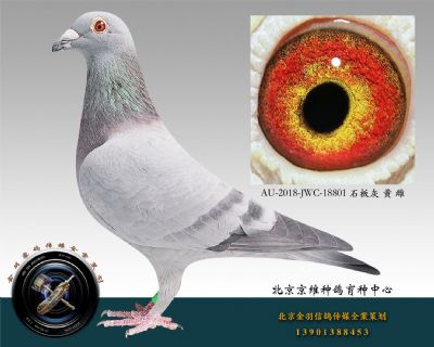 AU-2018-JWC-18801 石板灰 黃 雌