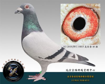 AU-2018-JWC-18815 灰白條 砂 雄
