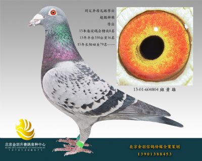 13-01-604804 斑 黃 雄