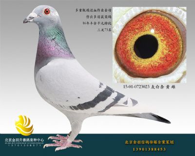 15-01-0723023 灰白條 黃 雌