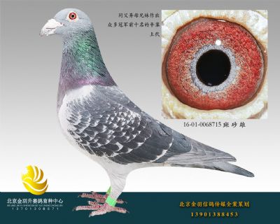 16-01-0068715 斑 砂 雄