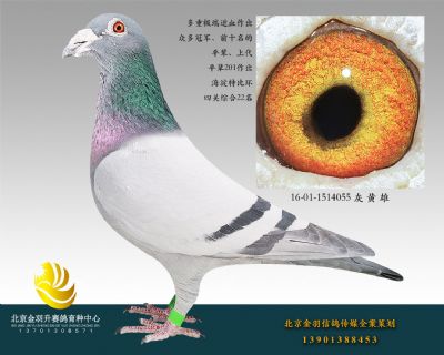 16-01-1514055 灰 黃 雄