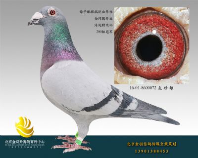 16-01-8600072 灰 砂 雄