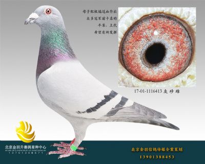 17-01-1116413 灰 砂 雌