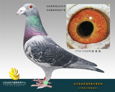 17-01-1116438 斑 黃 雄