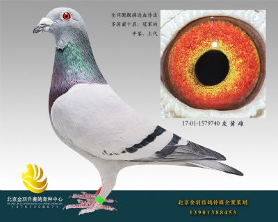 17-01-1579740 灰 黃 雌